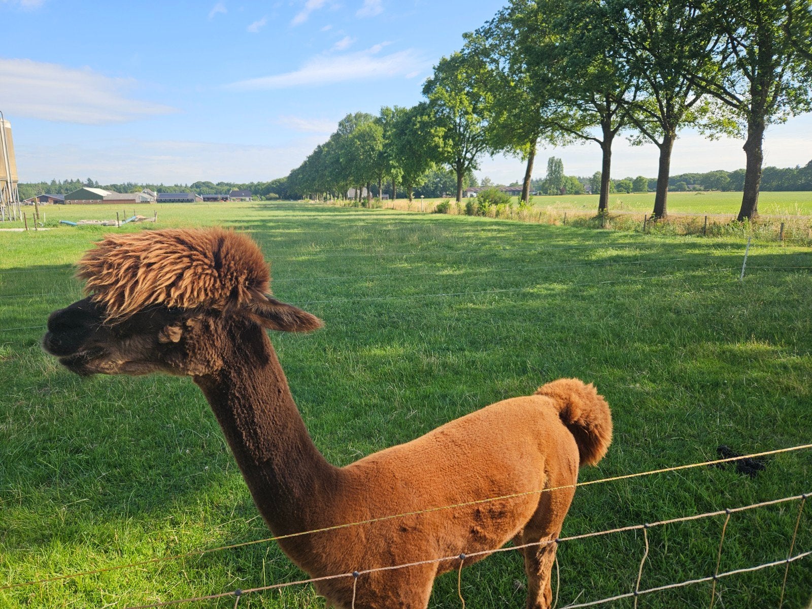 Alpaca hengst, Dieren en Toebehoren, Overige Dieren, April, Mannelijk