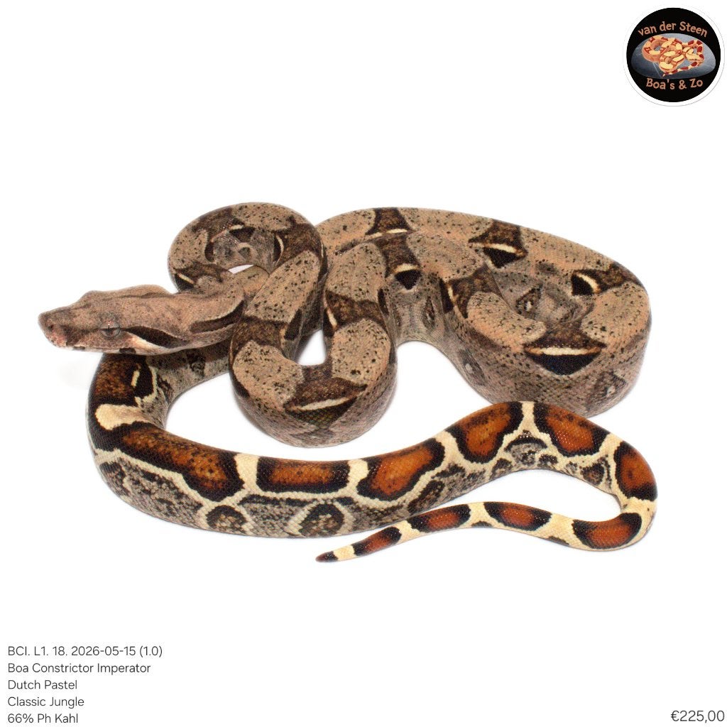 Boa Constrictor Imperator Litter 01 2026 Boa Constrictor photo 14