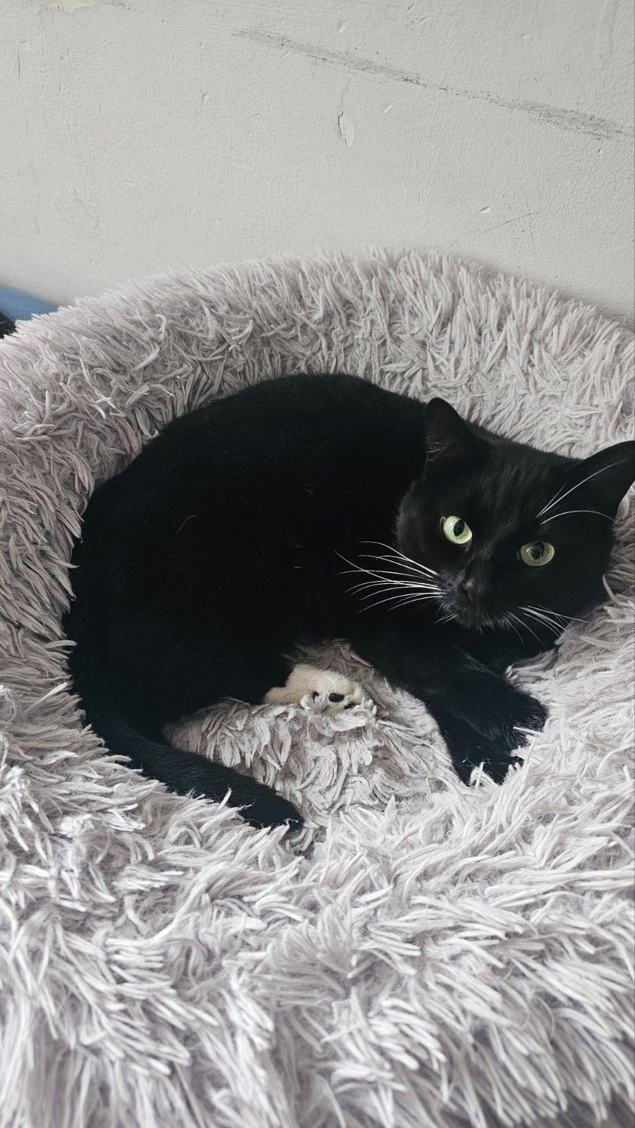 Gratis kater ter adoptie., Dieren en Toebehoren, Katten en Kittens | Raskatten | Korthaar, Meerdere dieren, Gechipt