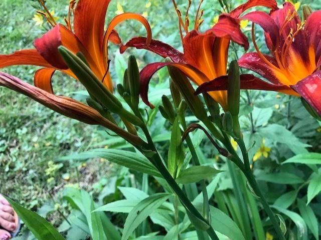 Te koop: Daglelies Hemerocallis enkelbloemig 10 voor €19,95, Ophalen, Volle zon, Knol