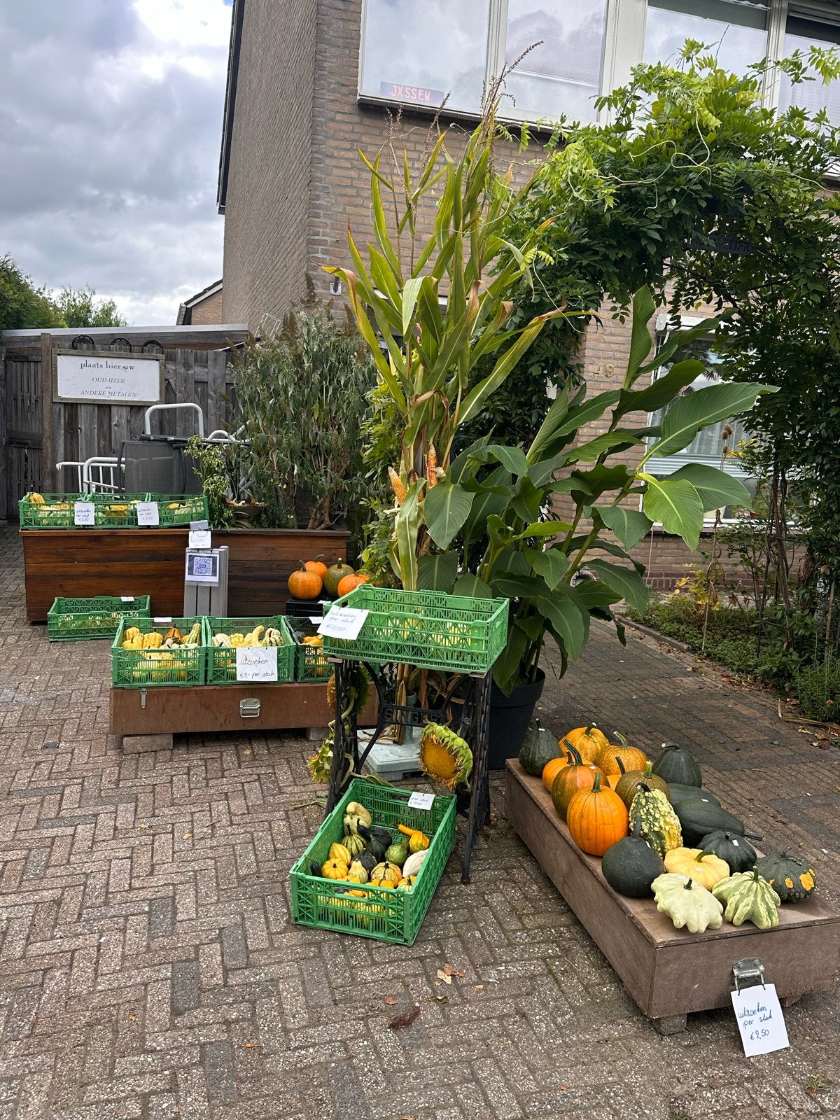 Decoratieve pompoenen en kalebassen te koop, Tuin en Terras, Ophalen