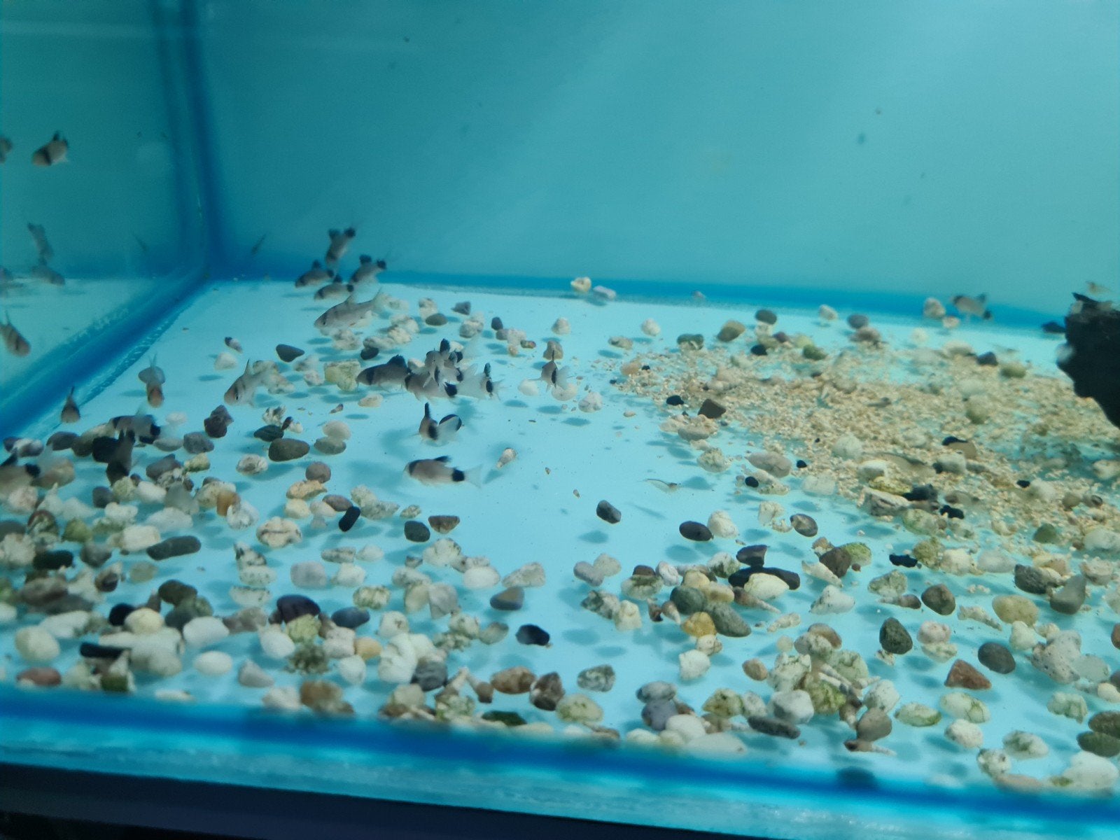 Corydoras Panda, Pantsermeerval, Vis, Zoetwatervis