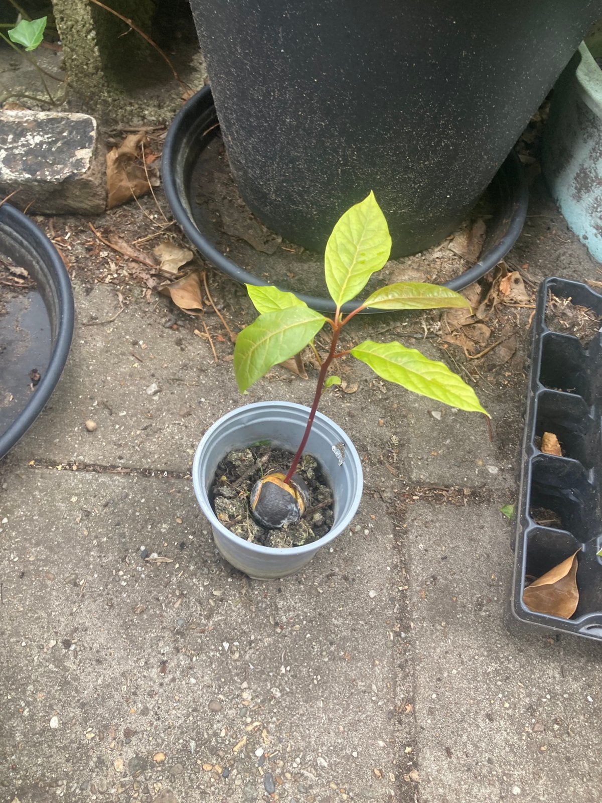 Ontkiemde advocado pitjes, Ophalen, Minder dan 100 cm, Overige soorten, Zomer