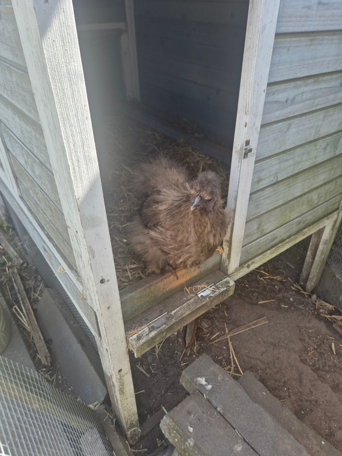 Zijdehoen, Dieren en Toebehoren, Pluimvee