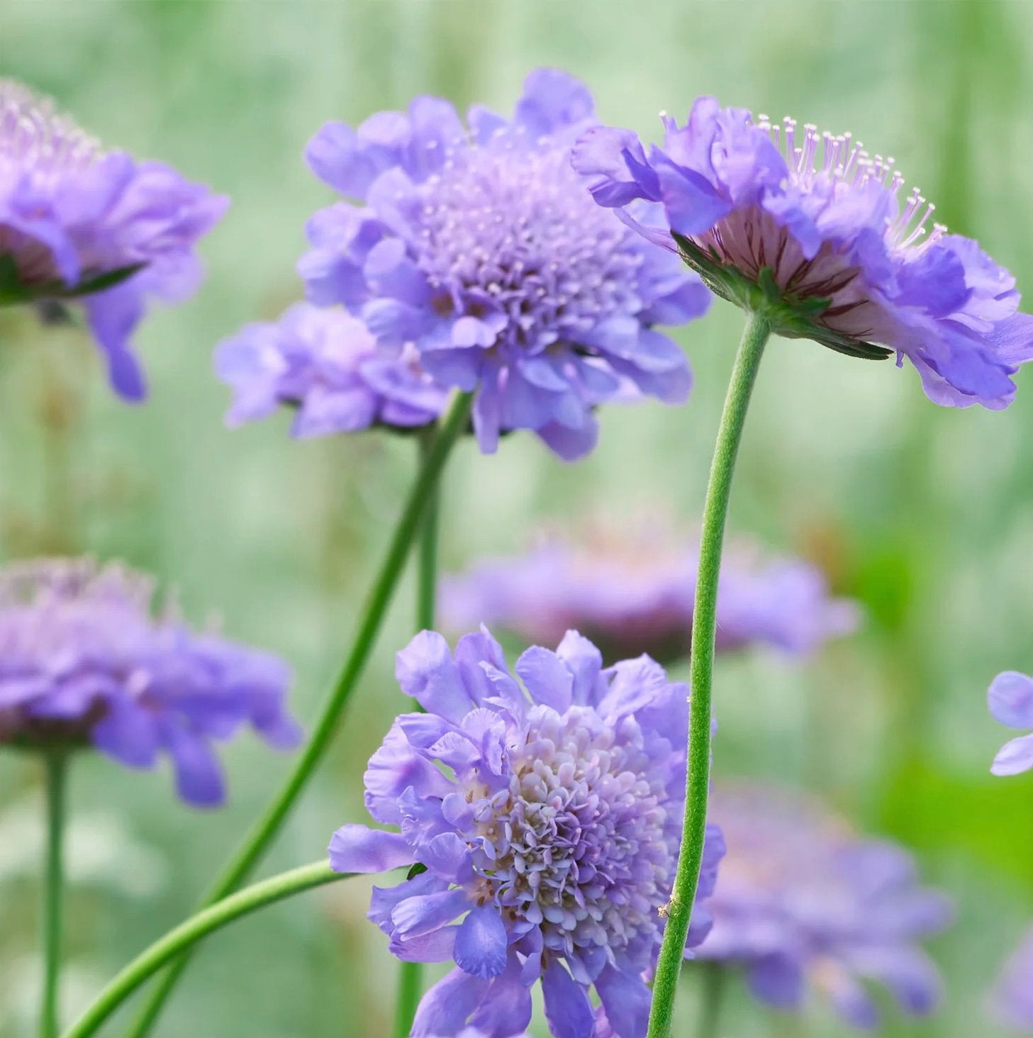 Scabiosa ‘Butterfly Blue’ - Zaden uit eigen gifvrije tuin, Ophalen of Verzenden, Najaar, Volle zon, Zaad