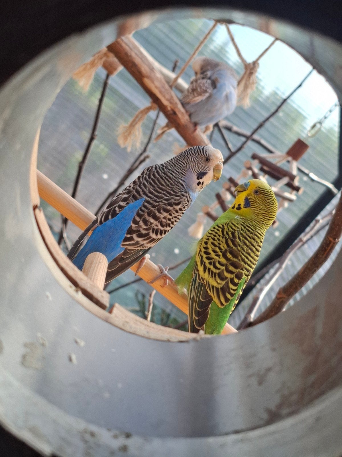 Blauwe grasparkiet pop!!, Vrouwelijk, Parkiet