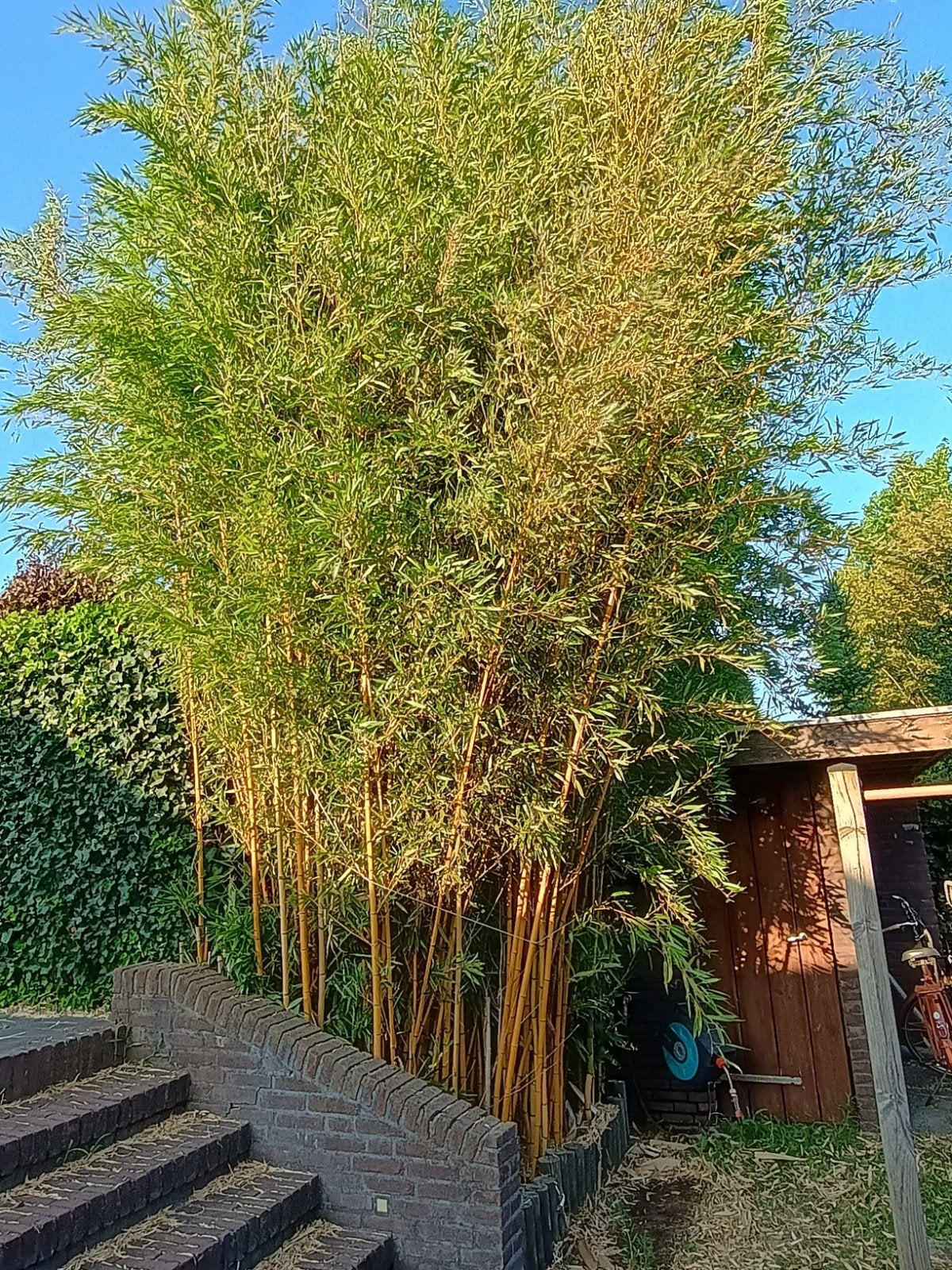 Gele Bamboe (Phyllostachys aureosulcata Aureocaulis), Tuin en Terras, Planten | Tuinplanten, Ophalen, Overige soorten, Halfschaduw