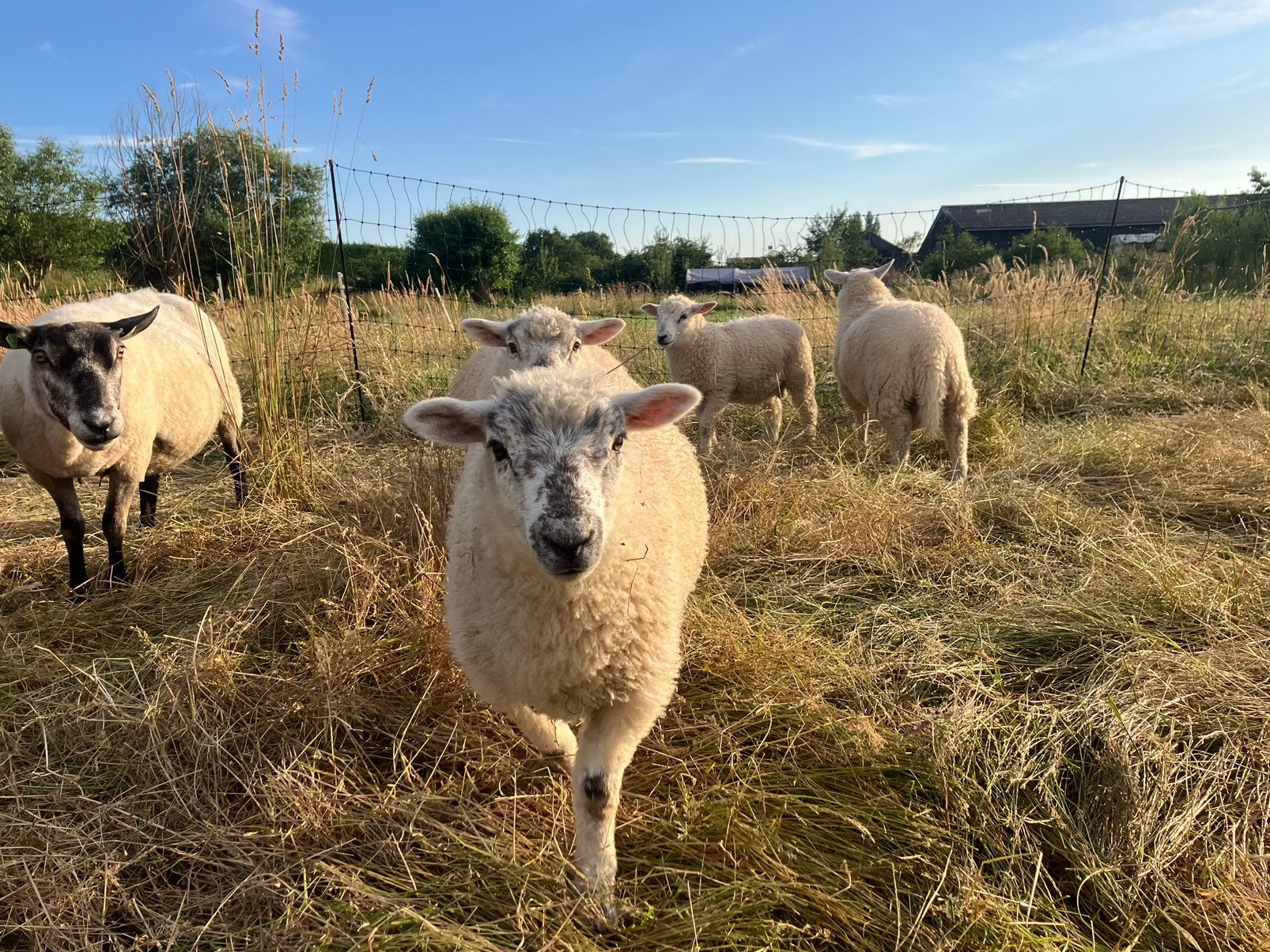 4 jonge rammen, Mannelijk, Schaap
