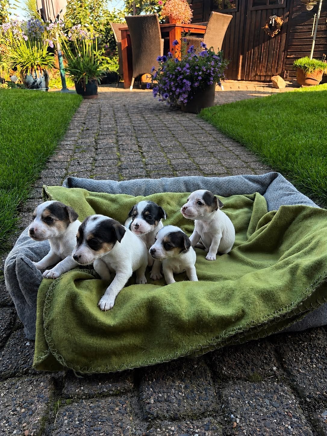 driekleurige boerenfox puppy's, 8 tot 15 weken, Parvo, Meerdere, Meerdere dieren