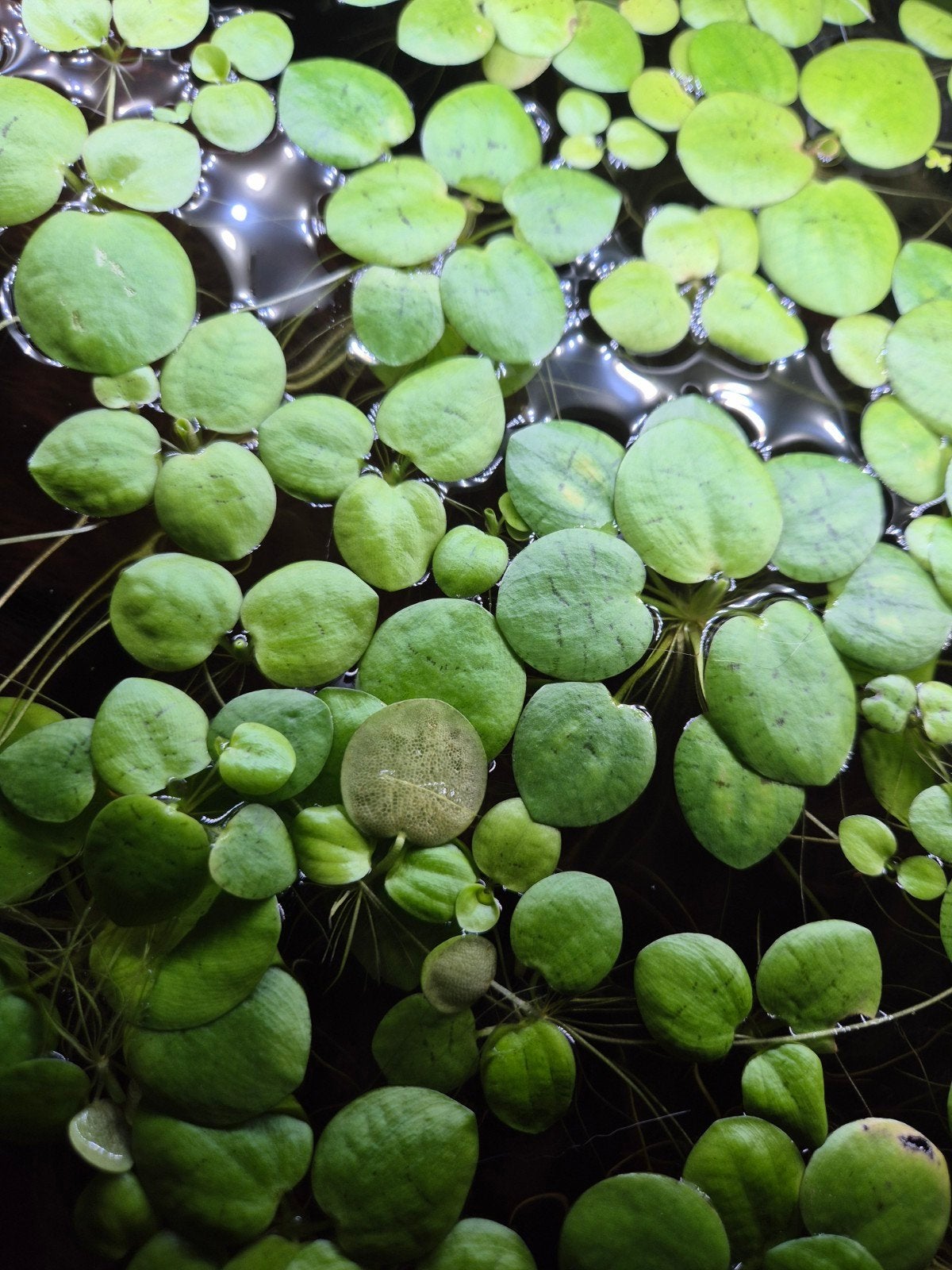 Drijfplanten met mooie lange wortels, Ophalen, Nieuw, Plant(en), Steen of Hout