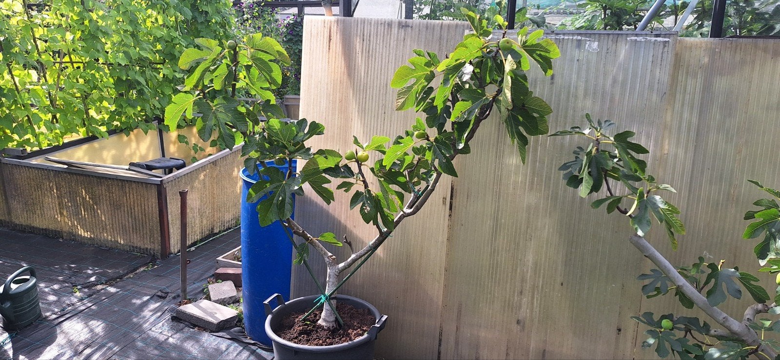 Te koop vijgenboome, Ophalen, Volle zon, In pot, Vijgenboom