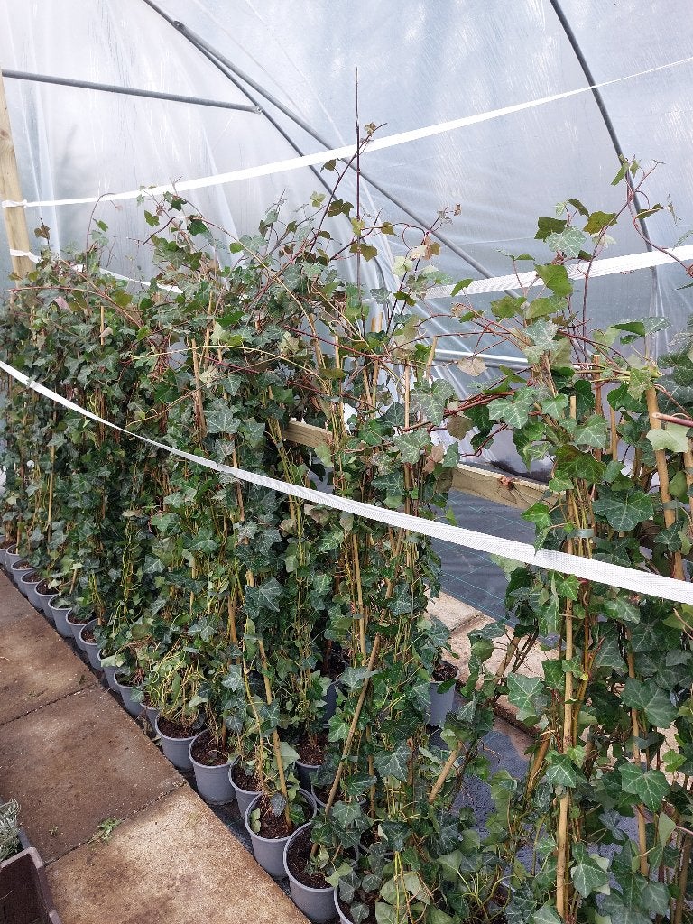 Hedera hibernica (klimop), Ophalen, Vaste plant, Bloeit niet, Halfschaduw