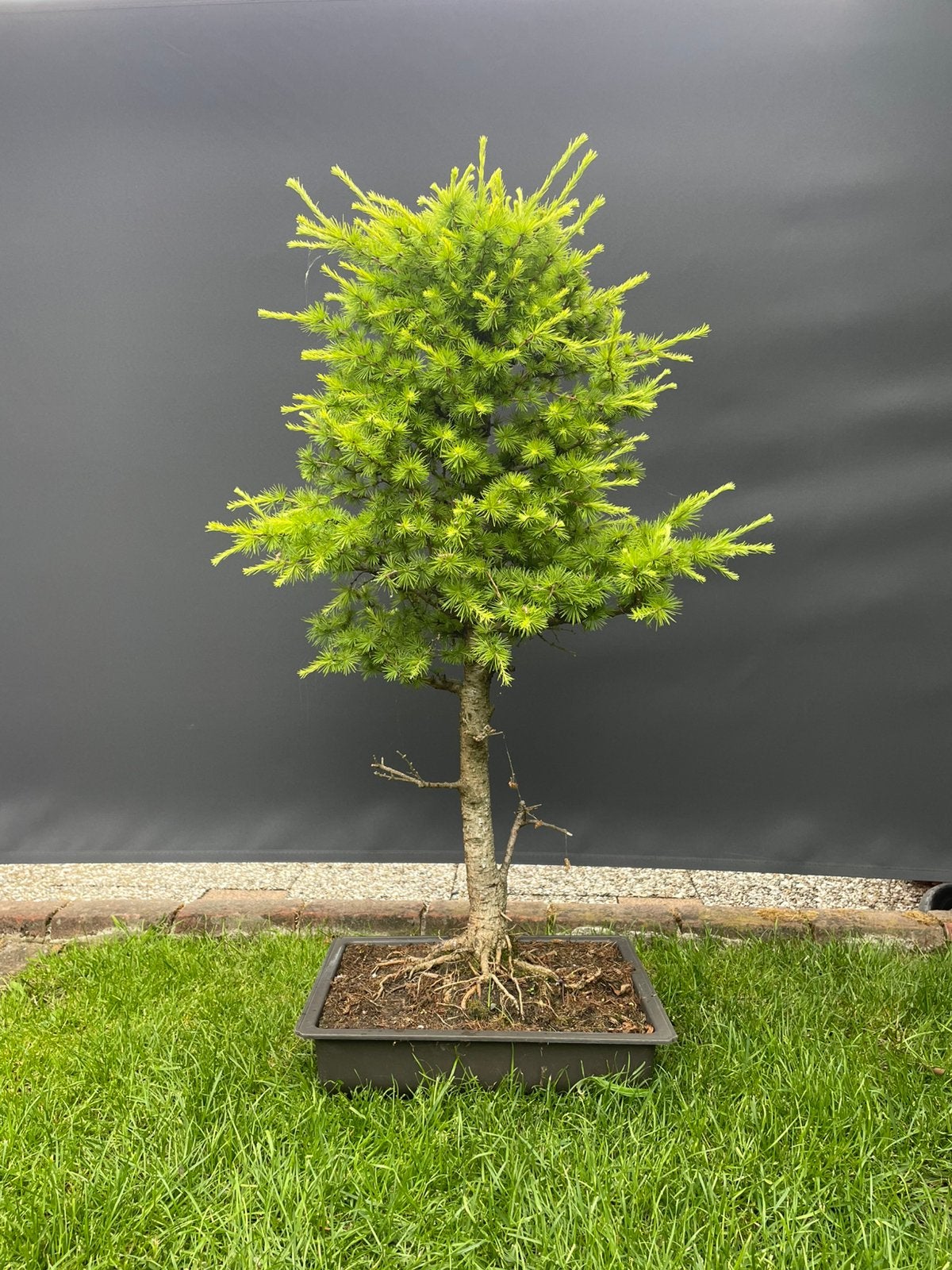 Japanse Lariks bonsai (Larix kaempferi), Tuin en Terras, Planten | Bomen, Ophalen