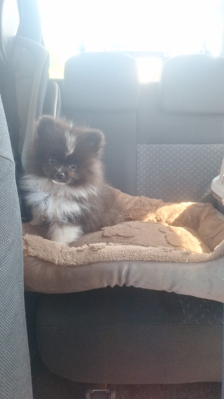 Super lief Mini pomeriaan puppy, Dieren en Toebehoren, Keeshond, Reu, 8 tot 15 weken, Eén hond