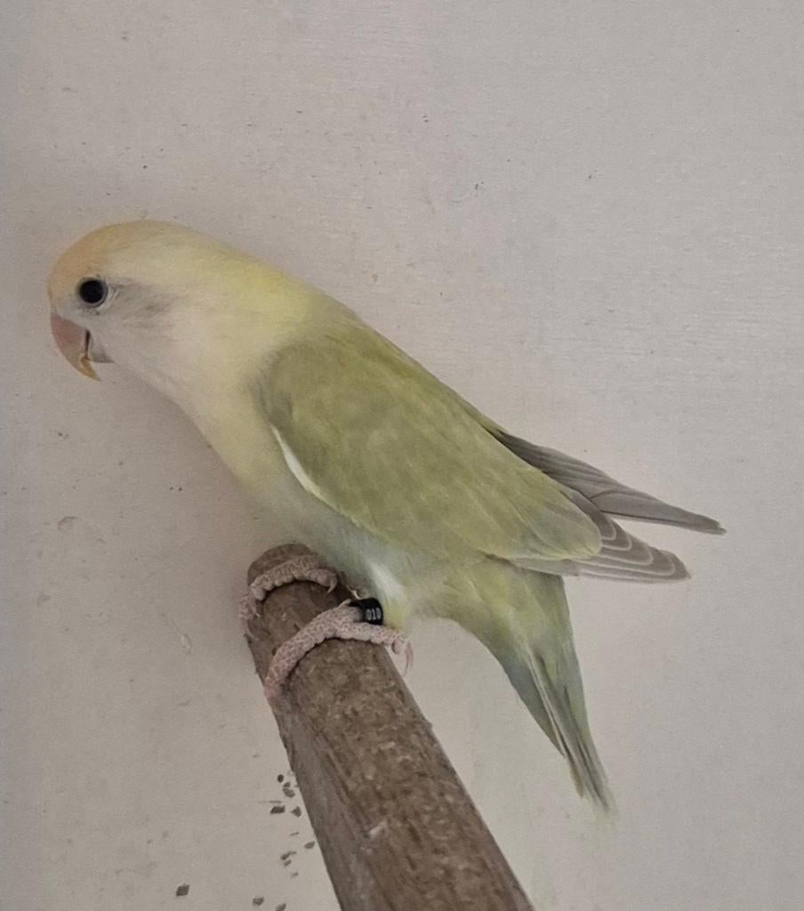 Roceicollis pallidino opaline, Dieren en Toebehoren, Vogels | Parkieten en Papegaaien, Mannelijk, Parkiet, Geringd