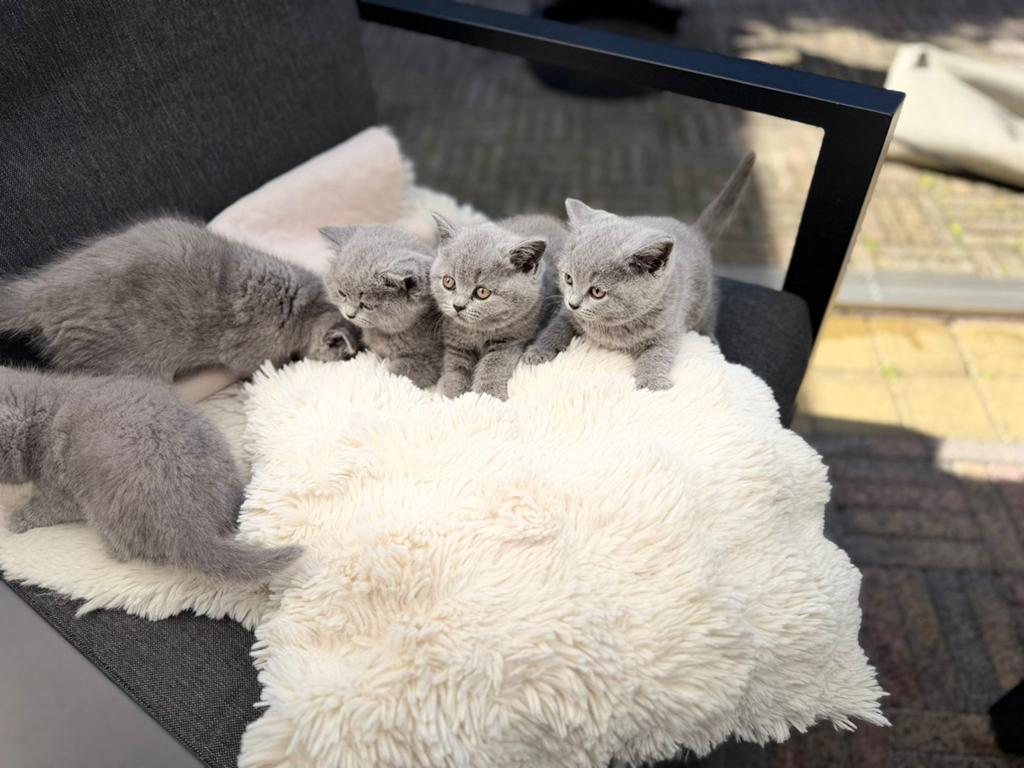Britse Korthaar kittens, Ontwormd, 0 tot 2 jaar