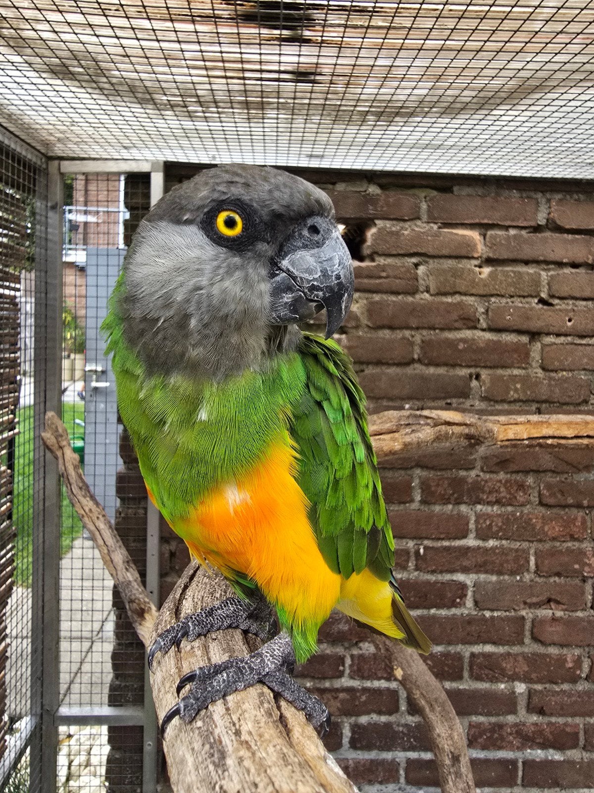 Bonte boer man. Oranjebuik., Mannelijk, Papegaai, Geringd