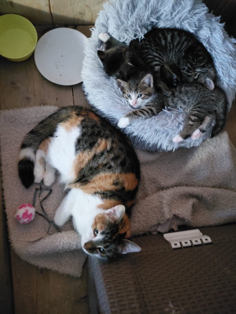 kittens, Dieren en Toebehoren, Meerdere dieren, Kortharig, 0 tot 2 jaar