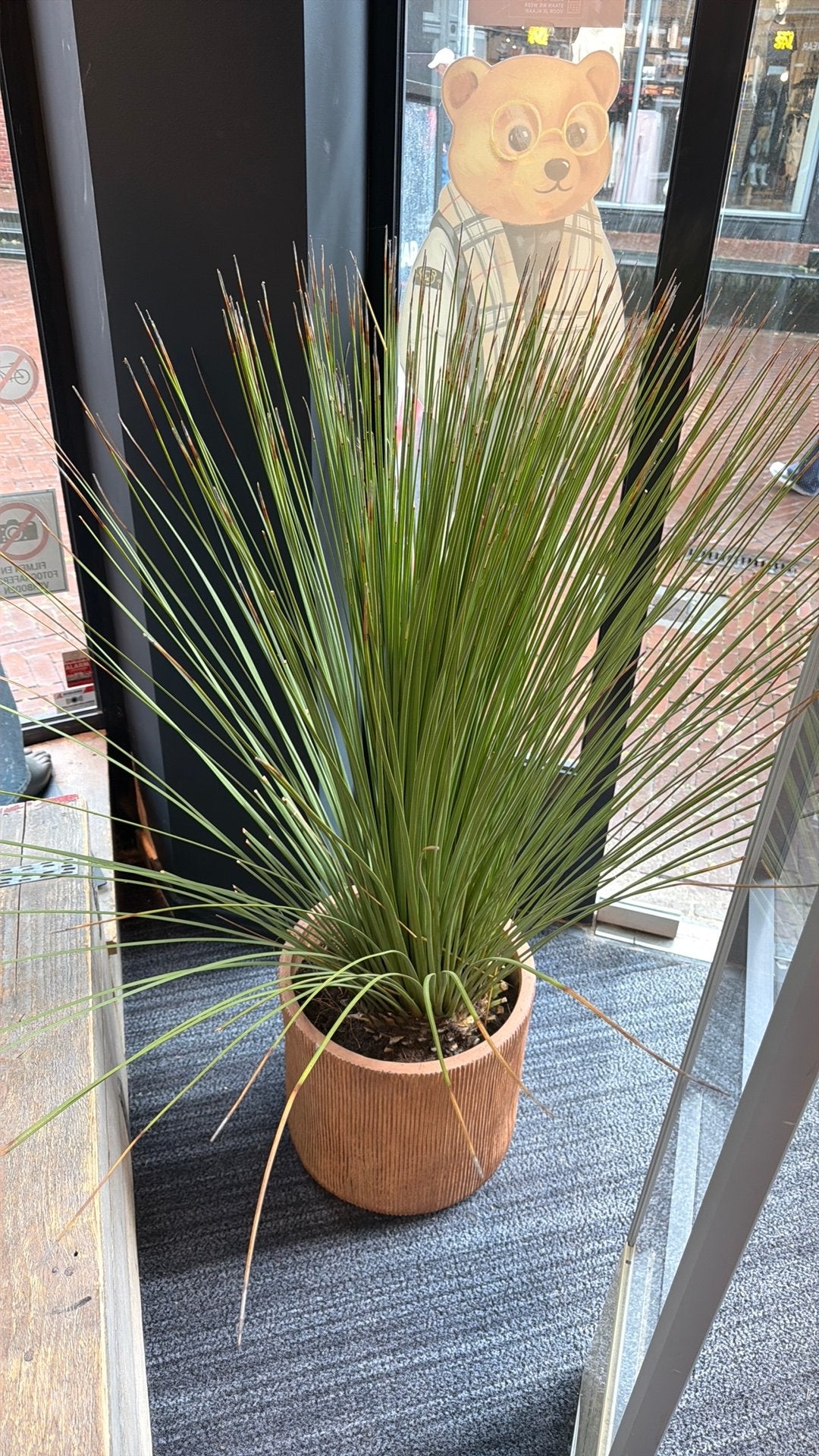 2 stuks spriet planten, Vaste plant, Siergrassen, Ophalen of Verzenden, Bloeit niet