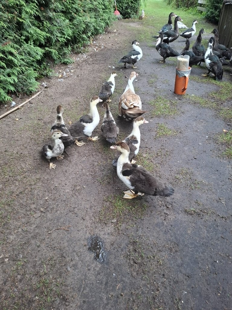 Jonge Muskus Eenden, Dieren en Toebehoren, Pluimvee, Meerdere dieren, Eend