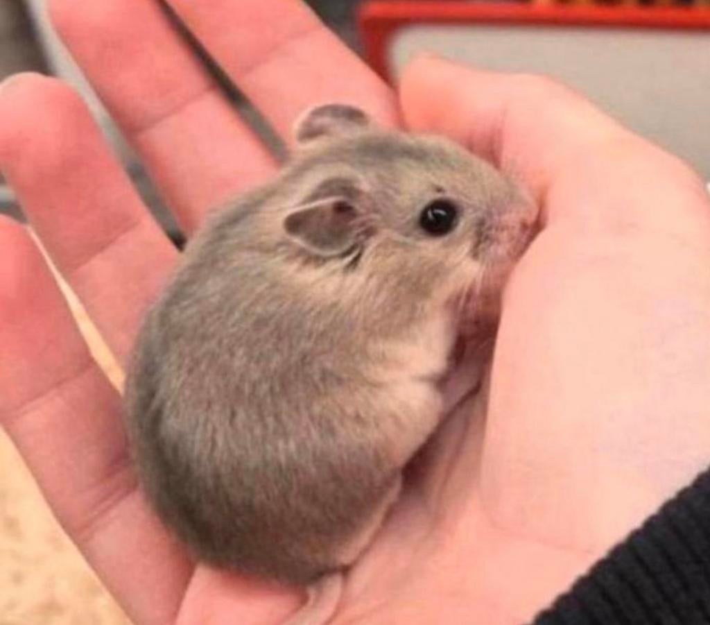 Jonge chinese dwerghamsters ( vrouw) geen groothandel, Dieren en Toebehoren, Hamster, Vrouwelijk, Januari, Tam