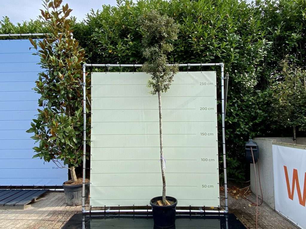 Quercus Ilex - Steeneik - hoogte 300 cm, In pot, Leiboom, Halfschaduw, Ophalen of Verzenden