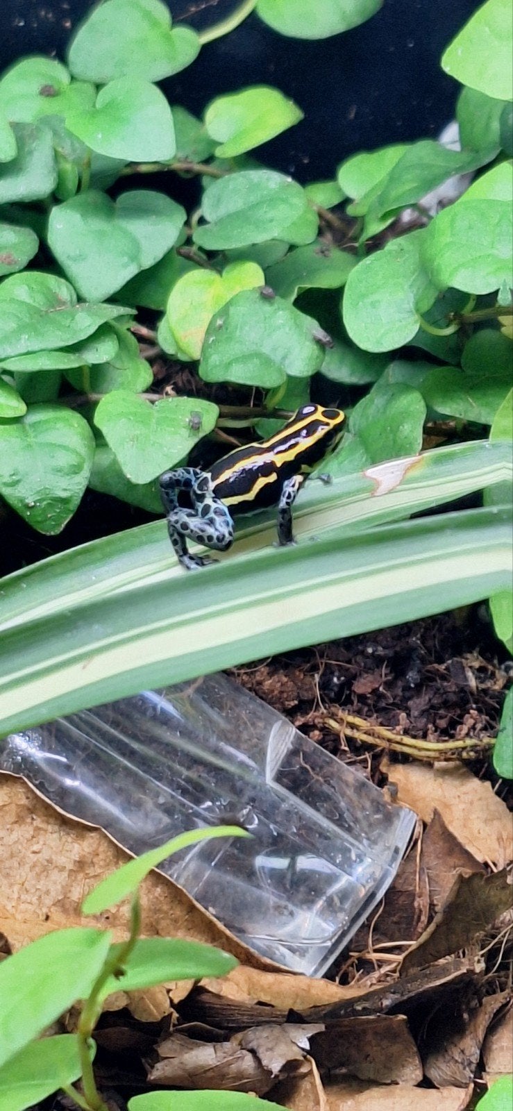 Ranitomeya ventri gifkikkers Frog photo 2
