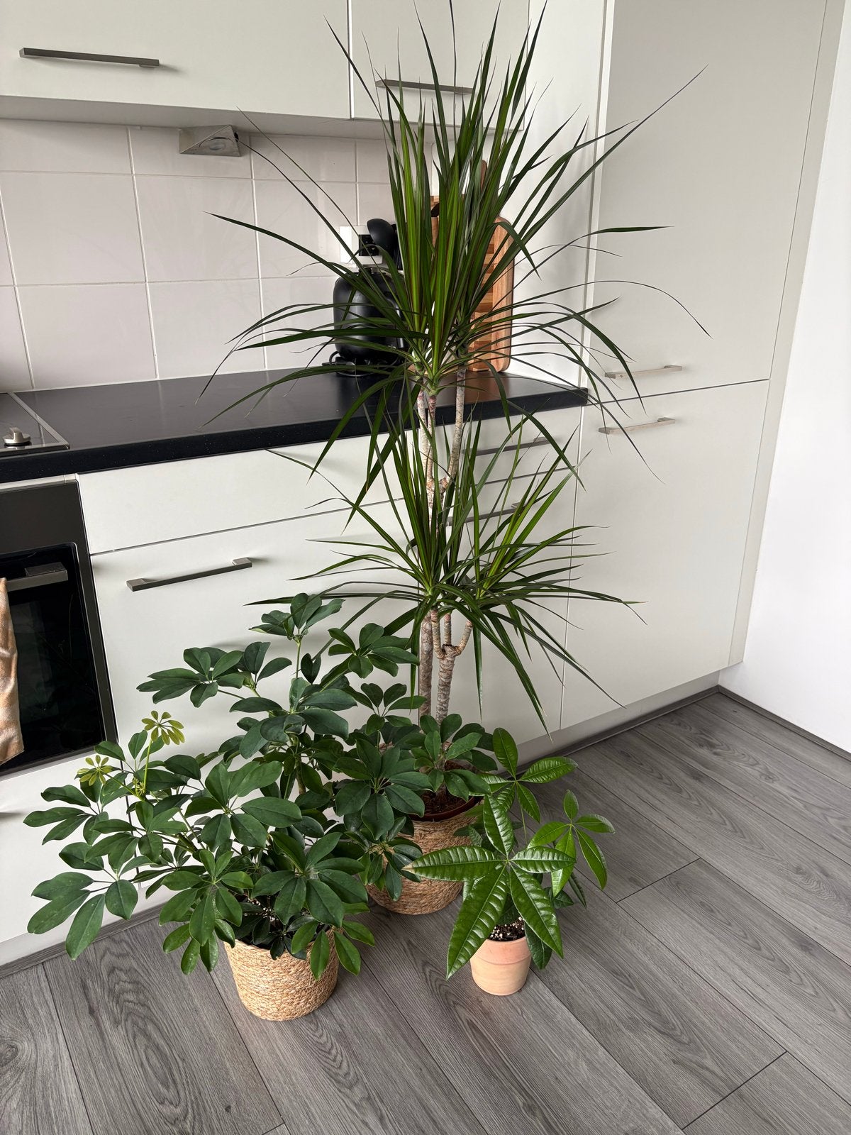 Set van 3 planten inclusief pot / mand, Ophalen, Ficus, 100 tot 150 cm, Halfschaduw