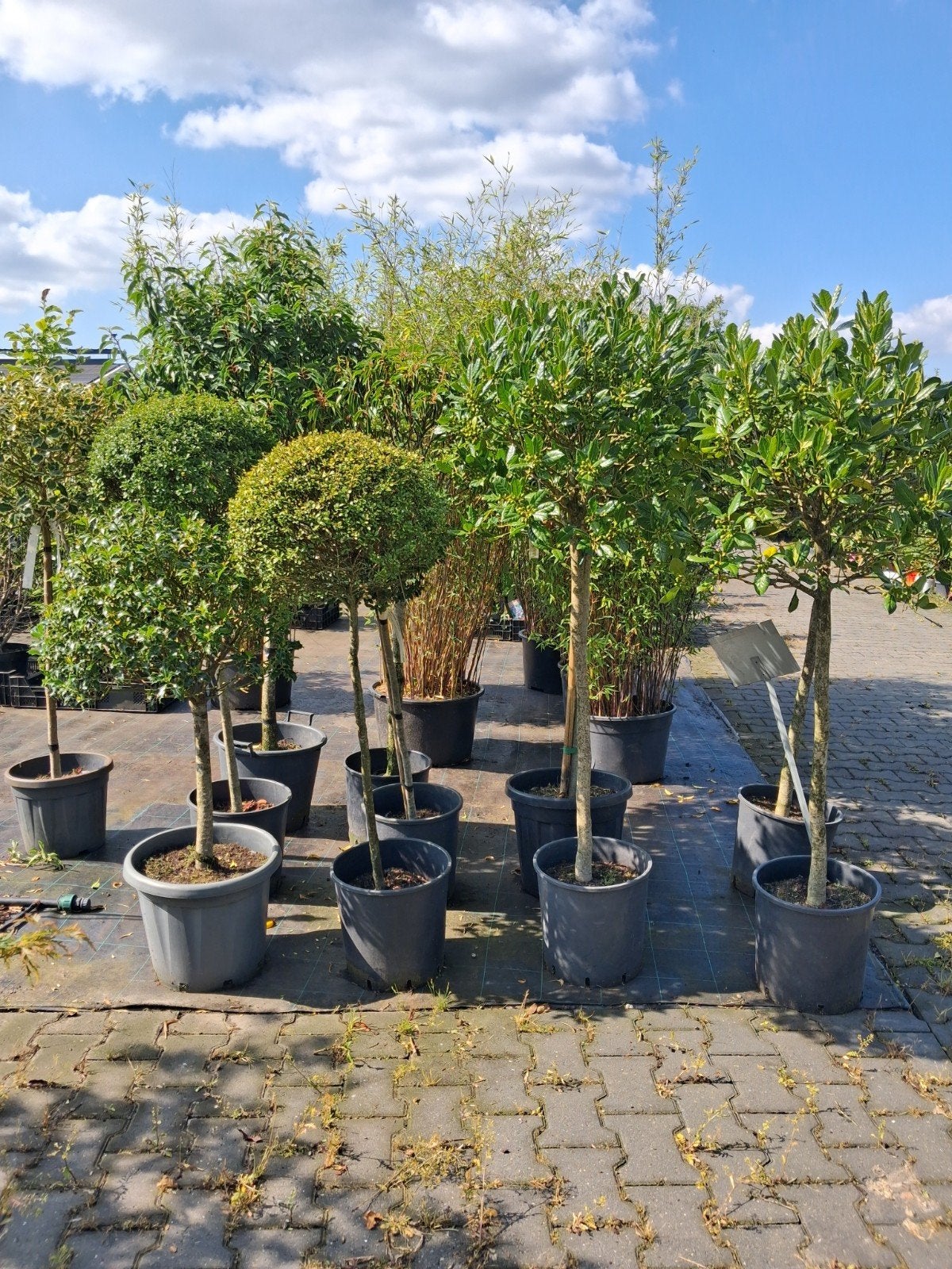 Groenblijvende bollen op stam, bol op stam €50,- pst, Tuin en Terras, Planten | Bomen, Halfschaduw, Ophalen of Verzenden, 100 tot 250 cm