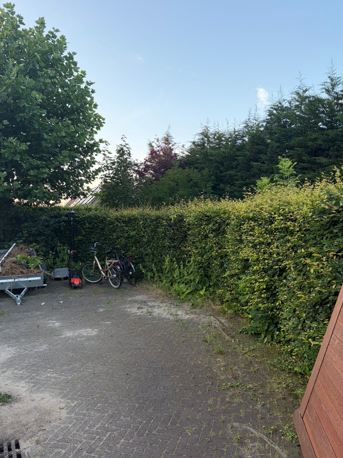 Gratis beukenhaag 180cm hoog 20m lang, Ophalen, Beukenhaag, 100 tot 250 cm