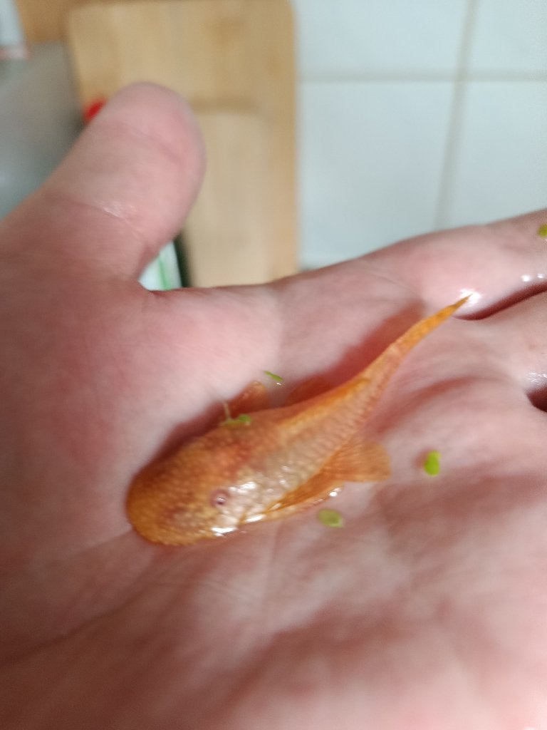 Ancistrus Temminckii (L144) Gold / Red Eyes, Dieren en Toebehoren, Vis, Zoetwatervis
