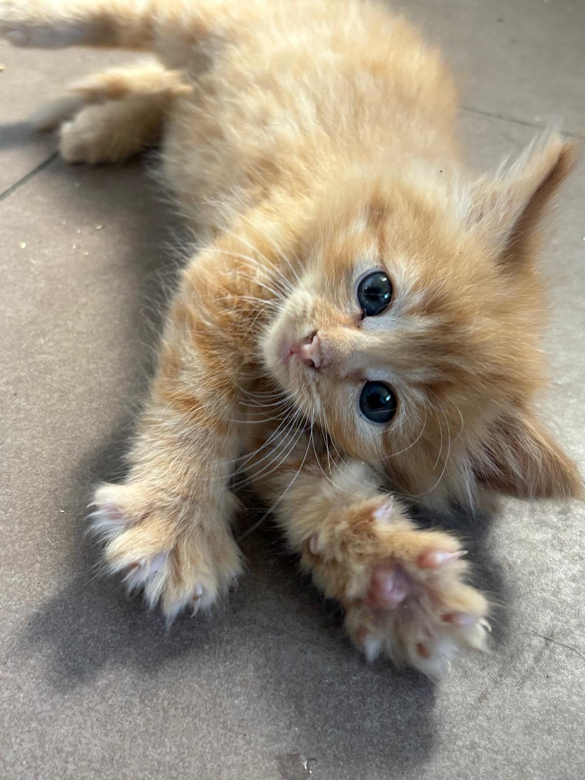 ❤️Zeer mooie x maincoon kittens, Meerdere dieren, Met stamboom