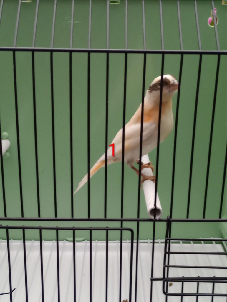 Jonge Harlekijn Kanaries, Meerdere dieren