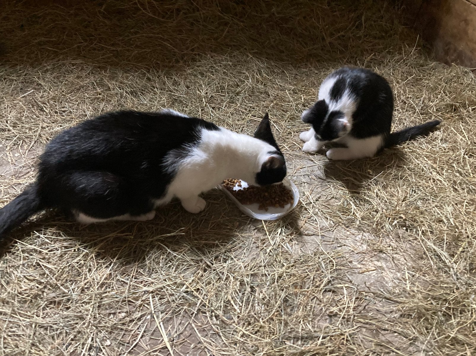 Kitten en moederpoes, Poes