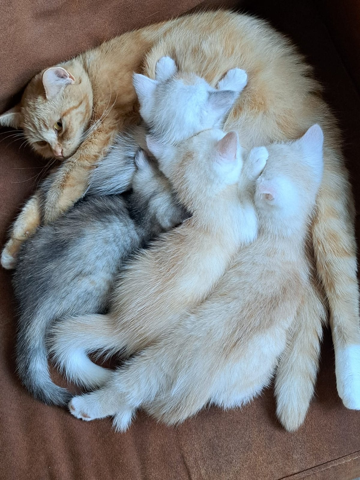 Britse korthaar kruising kittens, Meerdere dieren