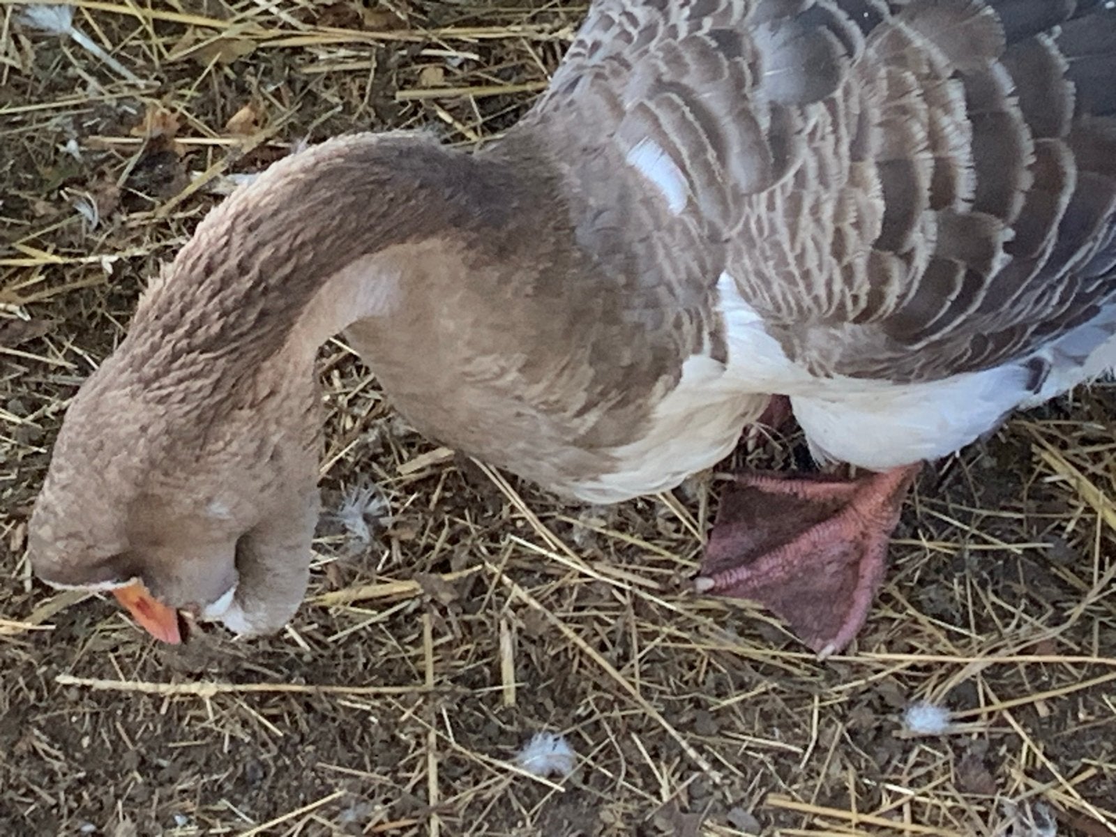 Cholmogorie gans, Dieren en Toebehoren, Pluimvee, Mannelijk, Gans of Zwaan
