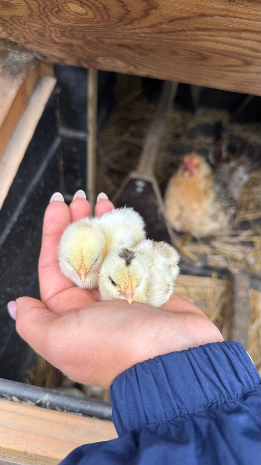 Serama kuikens, Meerdere dieren, Kip