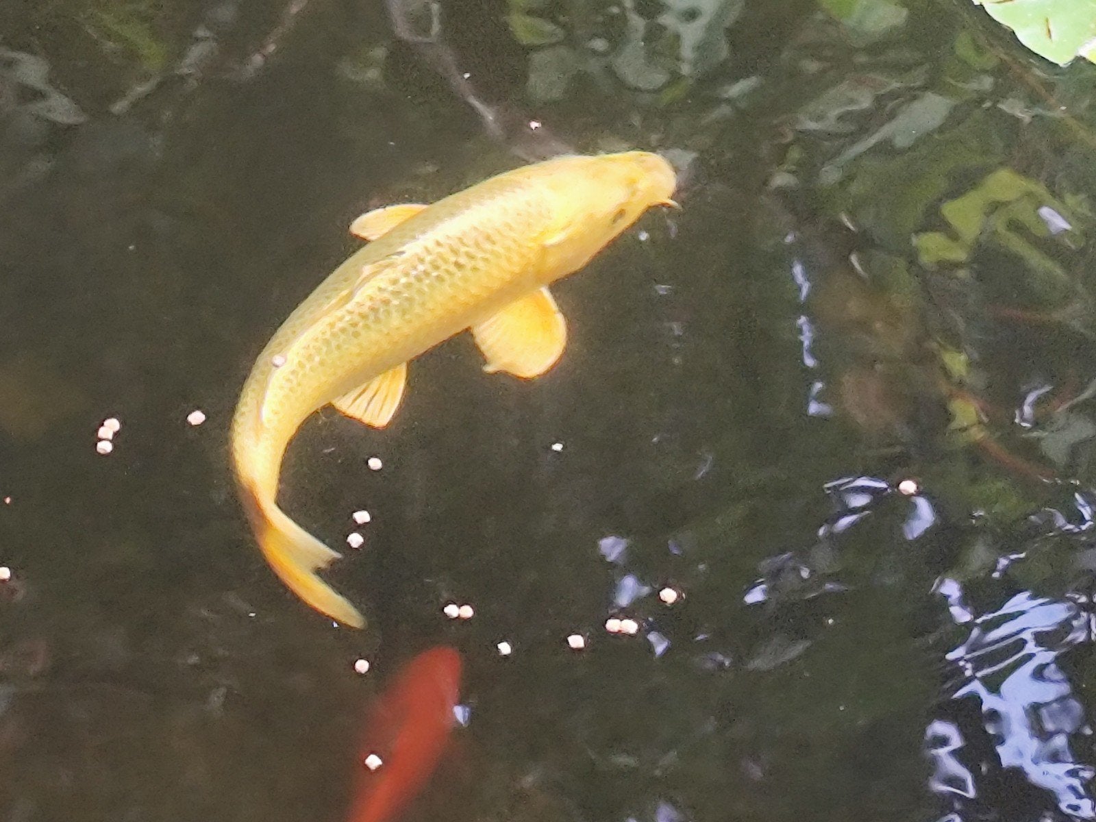 koi karpers, 2 stuks, Karper of Koi