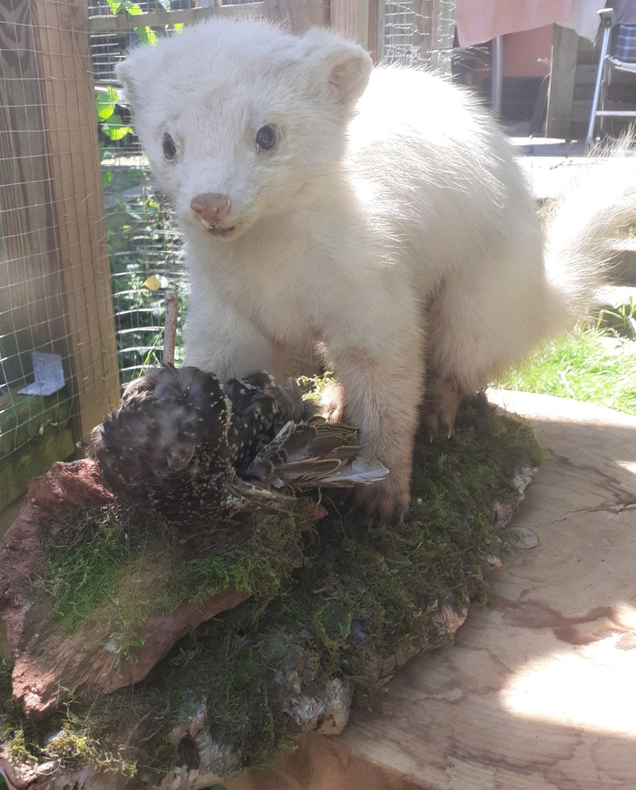 Leucistische Steenmarter met Spreeuw – Taxidermie Diorama, Ophalen of Verzenden, Wild dier, Opgezet dier