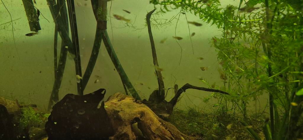Jonge guppen, Dieren en Toebehoren, Vissen | Aquariumvissen, Vis