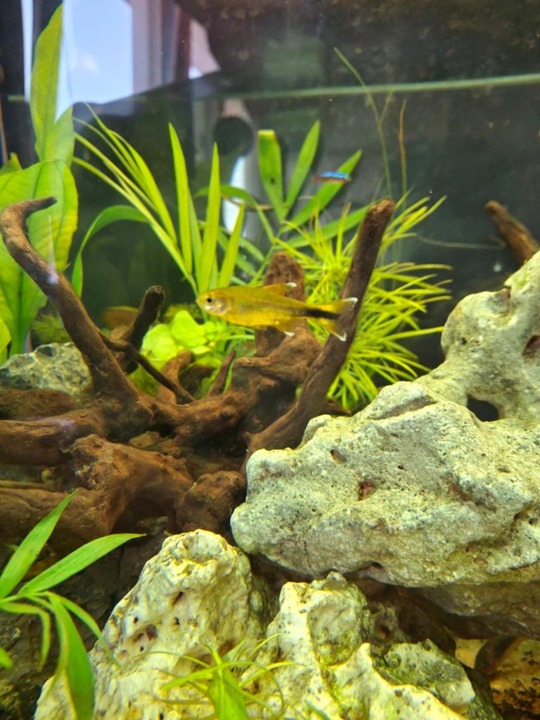 Koperzalm, Vis, Zoetwatervis, Schoolvis