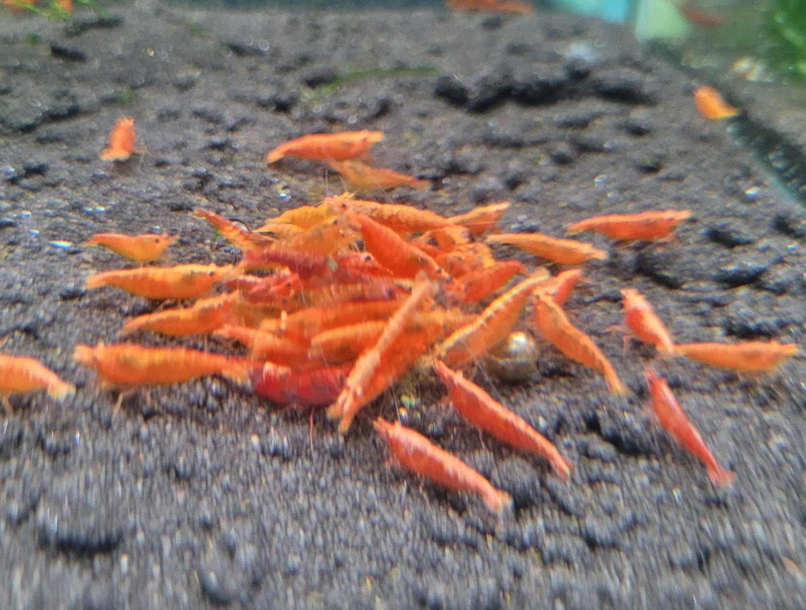 Hobbyaquarium  Orange Sakura mooi op kleur / maat, Kreeft, Krab of Garnaal, Zoetwatervis, Schoolvis
