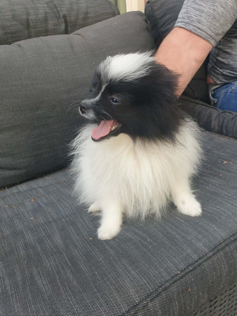 pomeriaan pups te koop., Keeshond, Meerdere, Meerdere dieren, Nederland