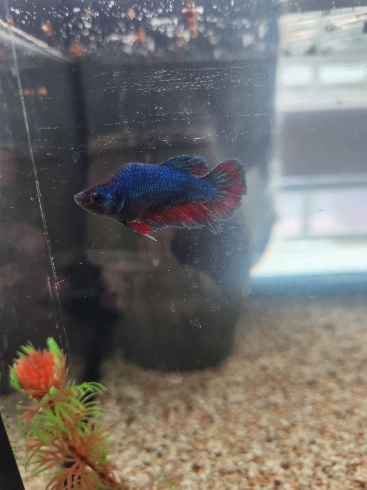 Betta-vrouwtjes – €15 per stuk | Gezond en reproductief
Twee, Dieren en Toebehoren