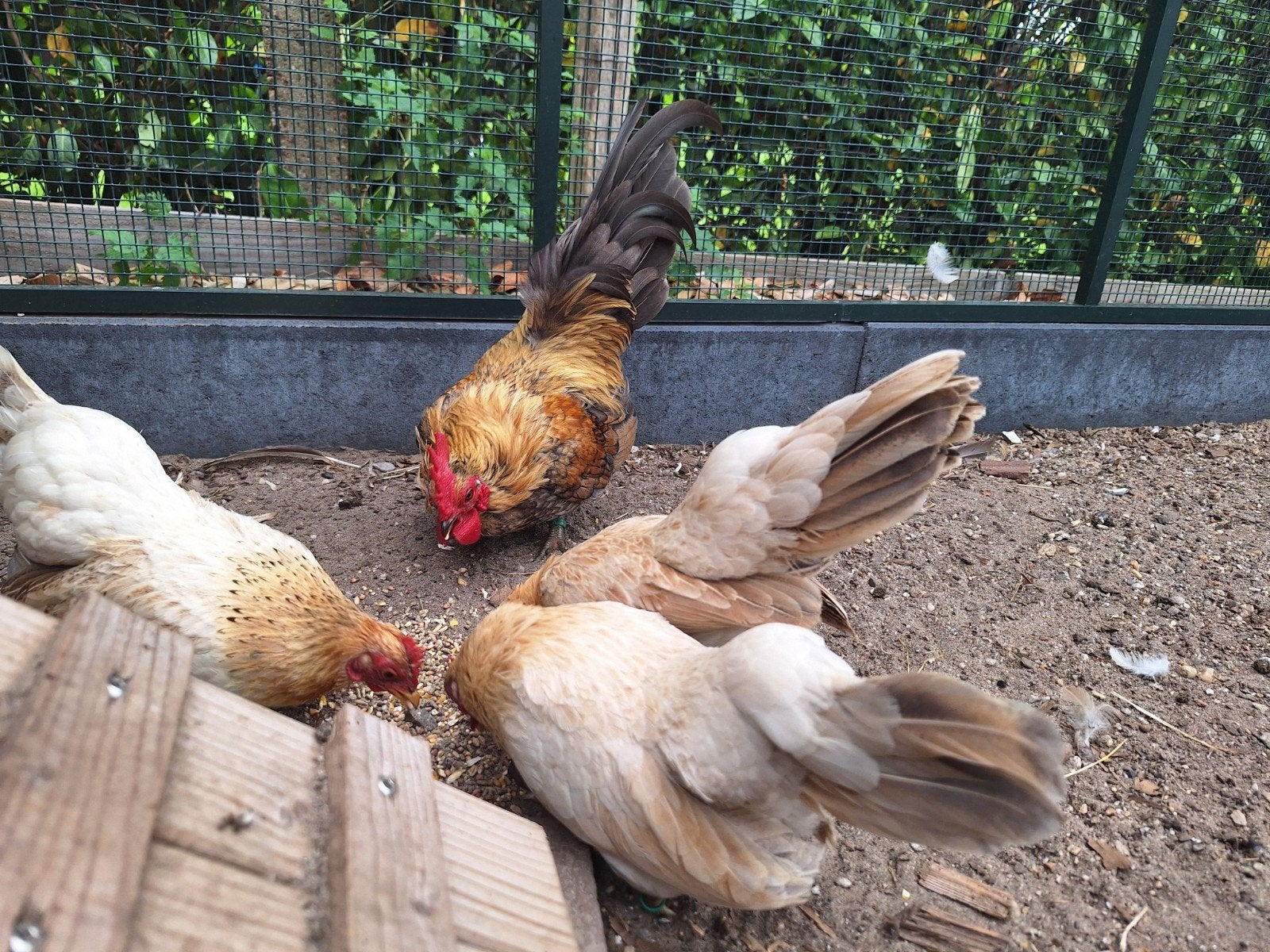 serama kippen en haan, Dieren en Toebehoren, Pluimvee, Meerdere dieren, Kip