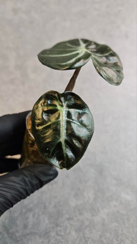 Alocasia Balloon Heart, Ophalen of Verzenden, Halfschaduw, Minder dan 100 cm