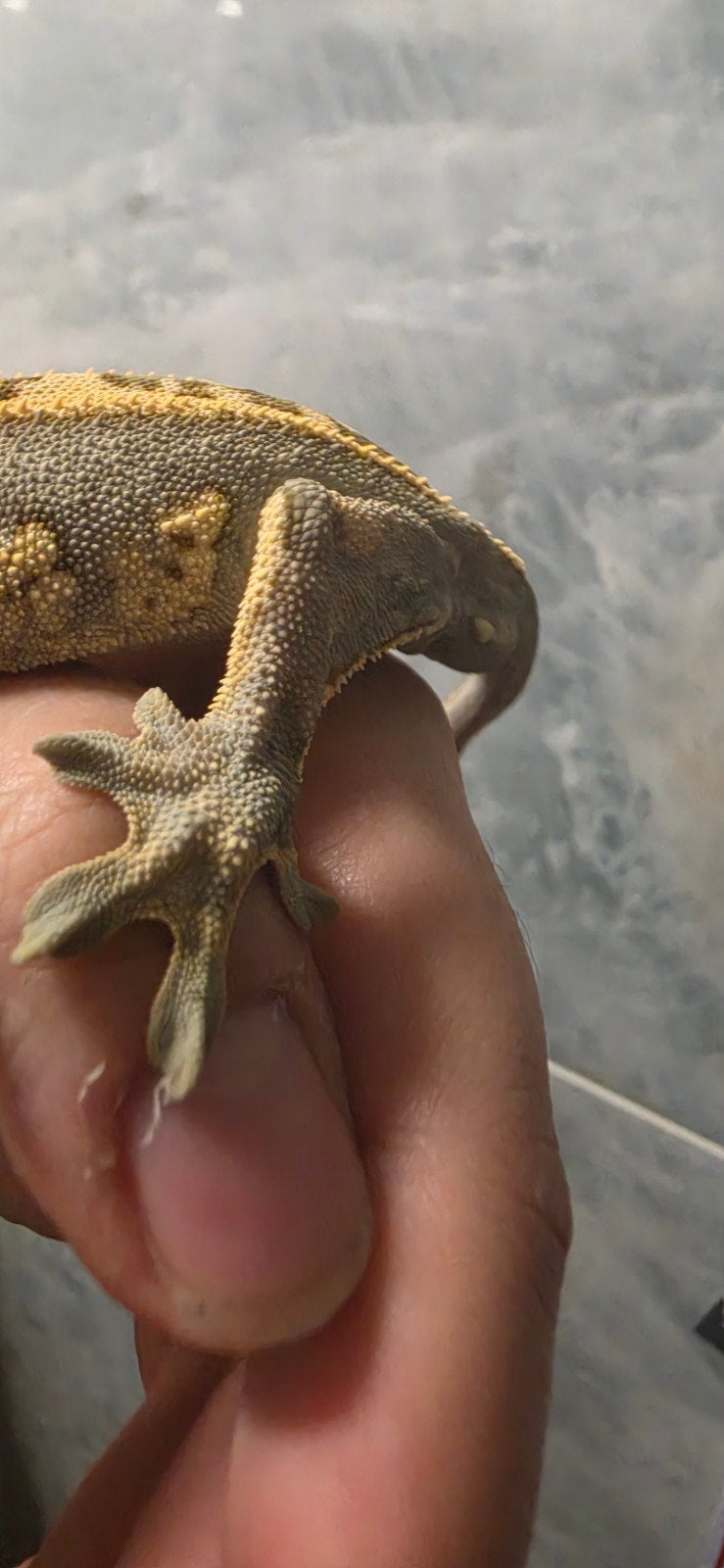 Wimper Gecko ( Crested Gecko) mannetje Crested Gecko photo 4