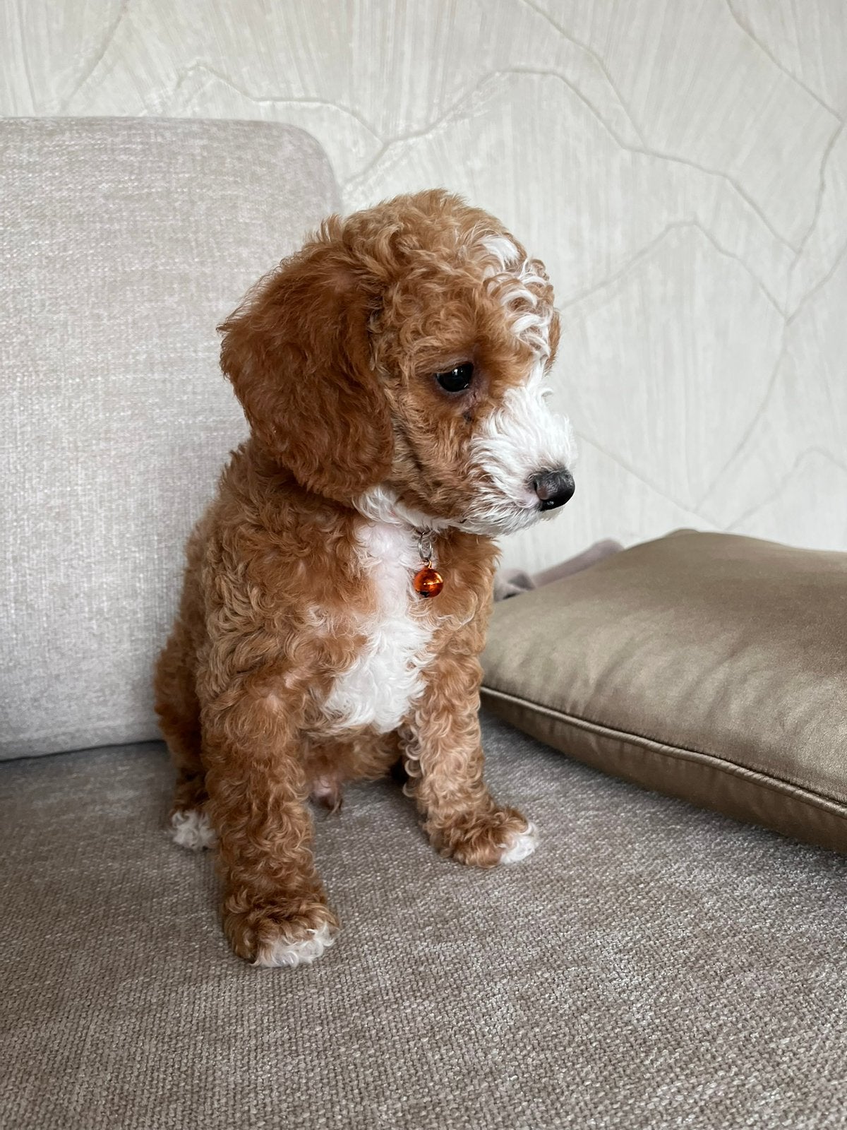 Labradoodle mini, 8 tot 15 weken, Parvo, Eén hond, Nederland