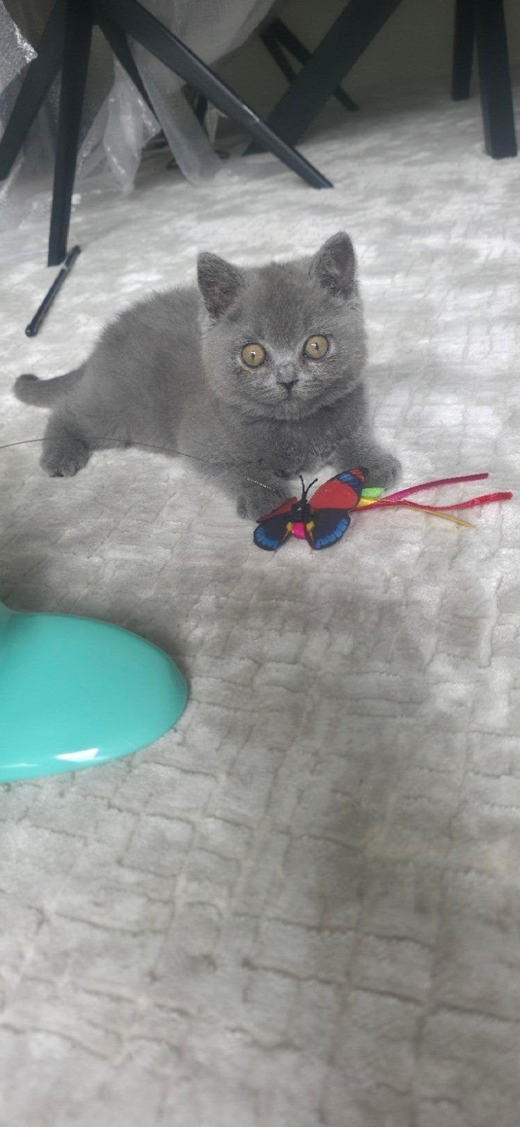 Britse kort haar met spoed opzoek naar nieuw baasje, Kater, 0 tot 2 jaar