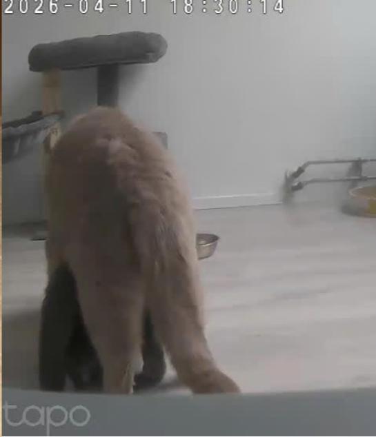 Britse korthaar dekkater, 3 tot 5 jaar